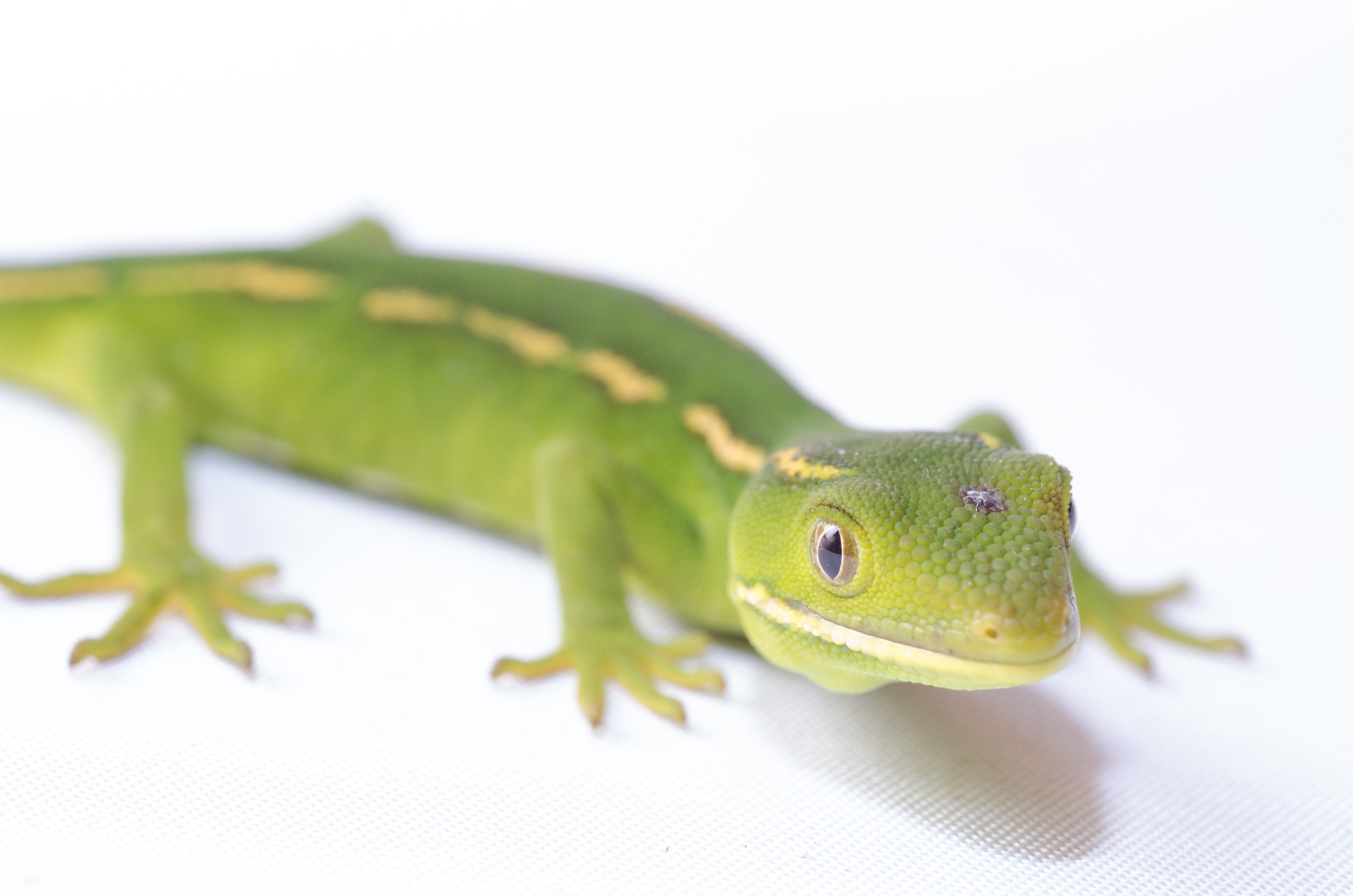 DSC_2761 – auckland, green, gecko, naultinus, elegans, elegans, home, lizard, irene, reptiles, amphibians, rare, cold, blood, new, new zealand, zealand, nz, northland, kaiatea road